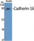Cadherin-16 Polyclonal Antibody